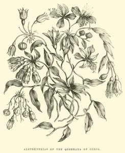 Alstroemerias della Quebrada di Cuzco da Edouard Riou
